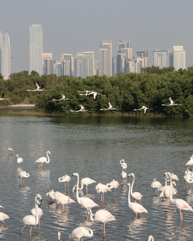 Flamingos at Ras Al Khor Wildlife Sanctuary with towers behind
